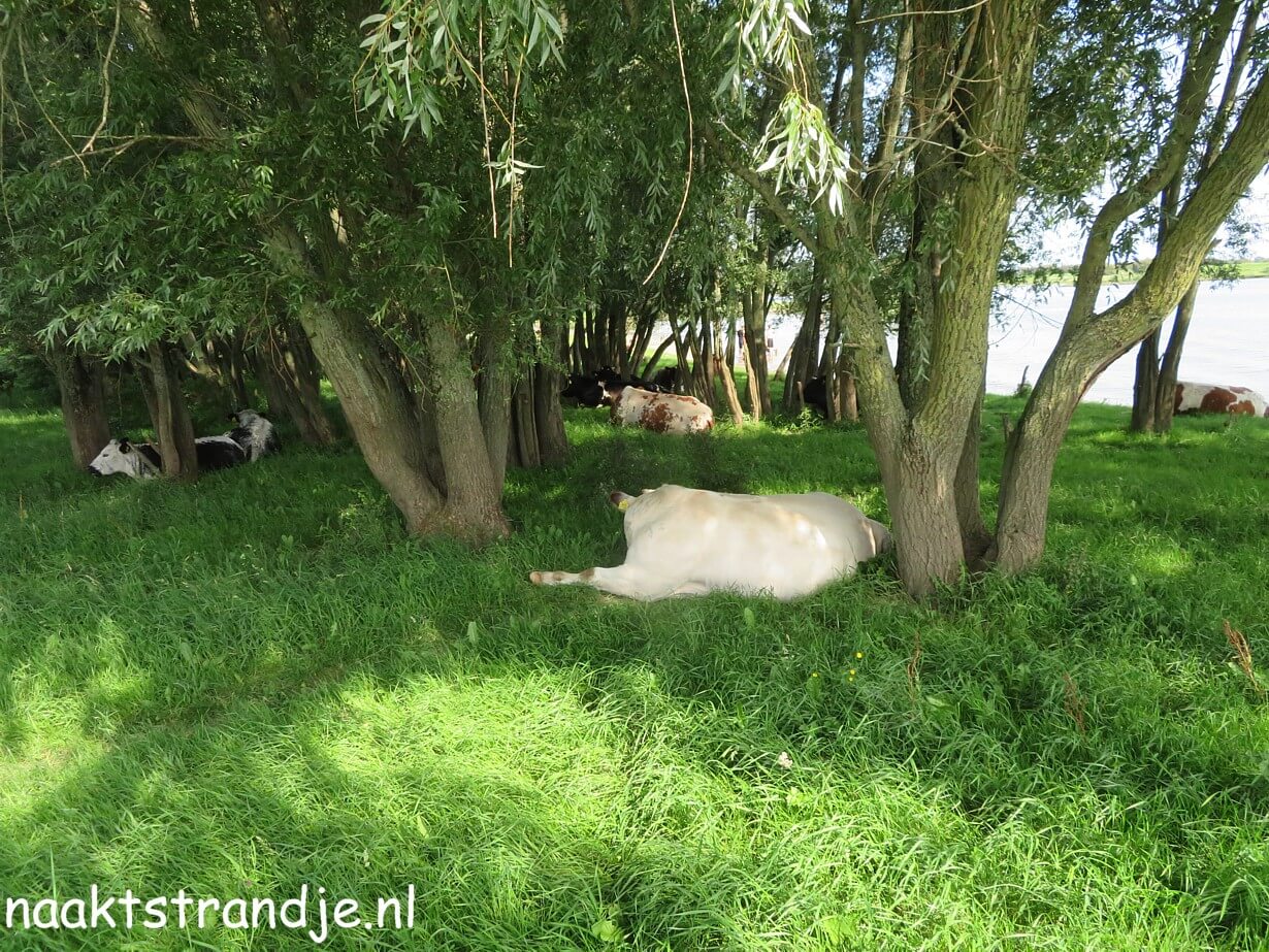 Naaktstrandje